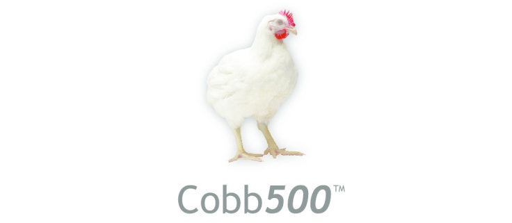 thumbnail of COBB 500 – Leitfaden A5+5mm EN