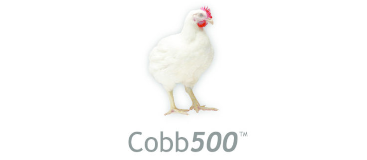 thumbnail of COBB 500 – Leitfaden PL komplett A5+5 RZ