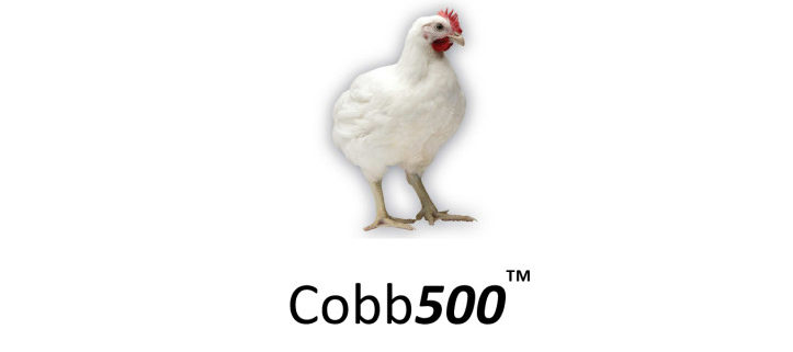 thumbnail of cobb_500_Broiler_2011